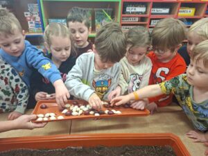 Sadzimy cebulkę – Skrzaty